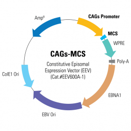 CAGs-MCS Enhanced Episomal Vector (EEV) | System Biosciences