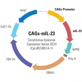 CAGs-mIL-23 Enhanced Episomal Vector (EEV) | System Biosciences