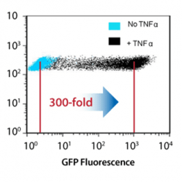 NF-κB/293/GFP-Luc™ Transcriptional Reporter Cell Line | System Biosciences