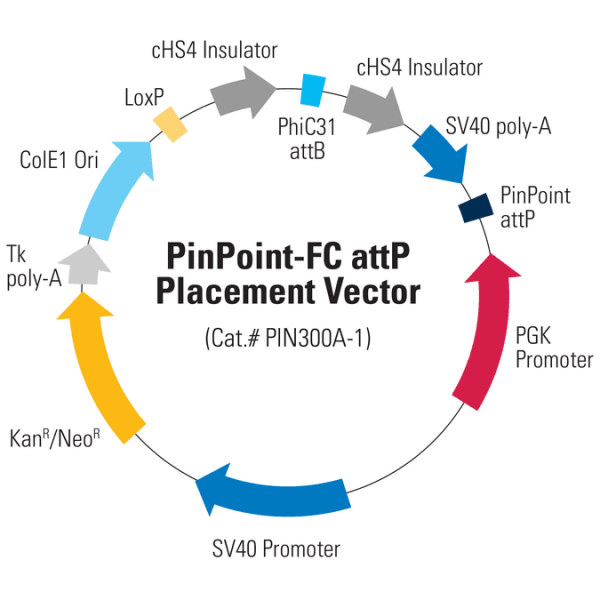 PinPoint-FC attP Placement Vector