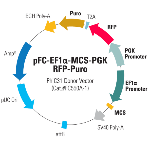 pFC-EF1α-MCS-pA-PGK-RFP-T2A-Puro PhiC31 Donor Vector