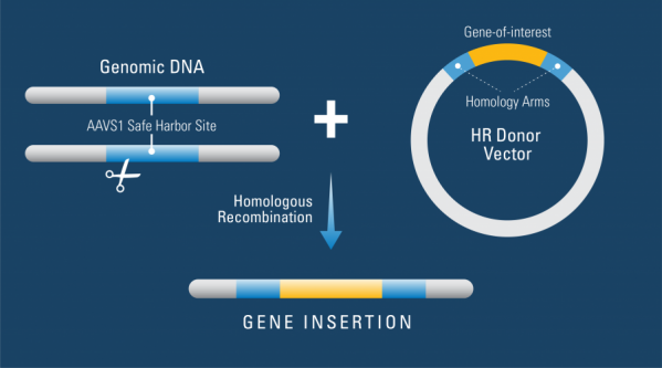 RESEARCH HIGHLIGHT: Targeted gene insertion in the AAVS1 safe harbor site helps identify why hPSCs are recalcitrant to CRISPR/Cas9 genome editing