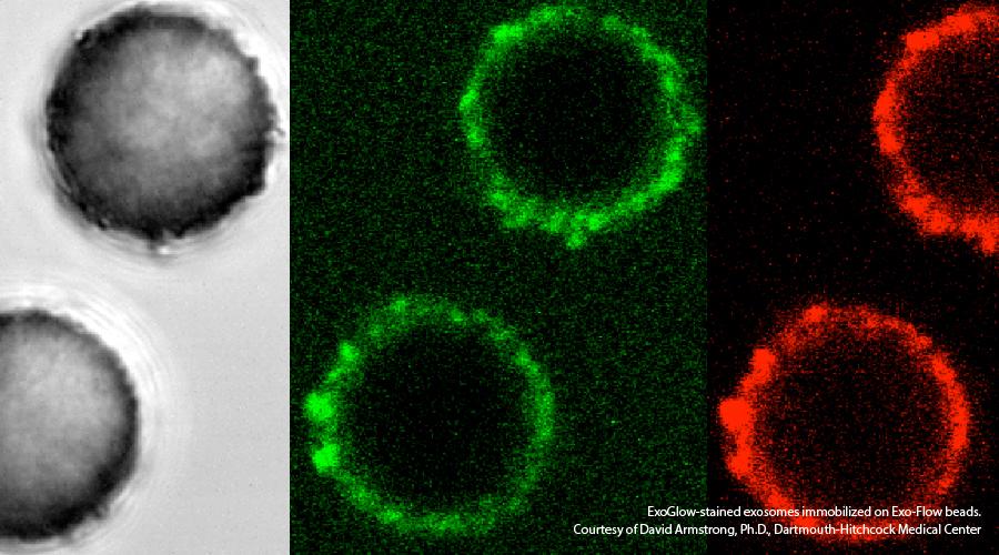 Did you know? SBI offers exosome education opportunities, both hands-on and custom seminars