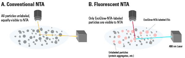 How conventional and fluorescent NTA work