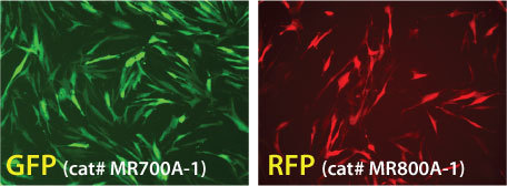 Strong GFP and RFP expression after transfection with mRNAs made with the mRNAExpress Vector mRNA Synthesis Kit