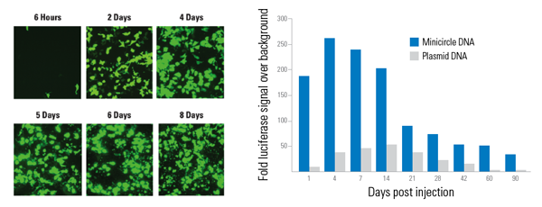 Transfection of 1 µg of Minicircle Possible with our Custom Minicircle Services