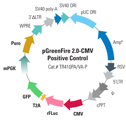 pGreenFire 2.0 CMV Positive Control Lentivector & Virus