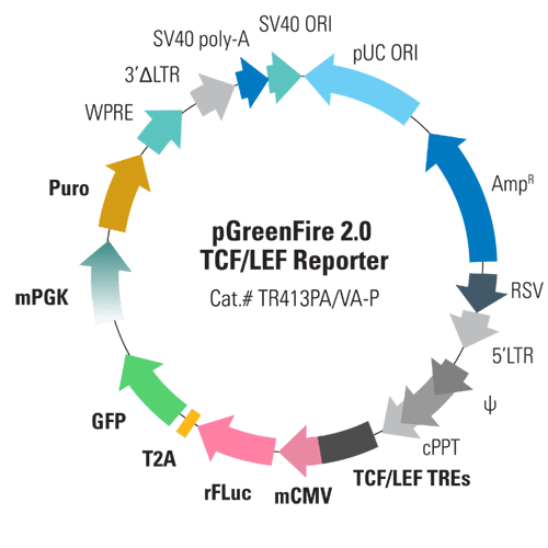 pGreenFire 2.0 TCF/LEF Reporter Lentivector & Virus