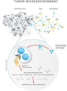 Exosomes affect metabolism in cancer cells