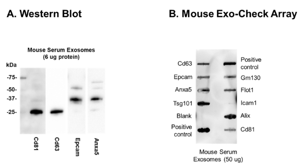 ELiSA Ultra OMV BamA